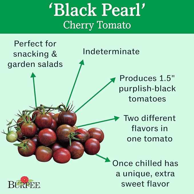 Burpee 'Black Pearl' Hybrid, Cherry Tomato, Extra Sweet Flavor, 30 Non-GMO Seeds
