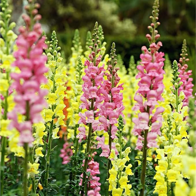 6000+ PCS Snowflake Snapdragon Flower Seeds Antirrhinum Majus Rare Flower Seed Outdoor-Perennial Heirloom Plant Seed Attracts Bees& Attracts Butterflies