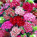 Dianthus Seeds 5000PCS– Fragrant Perennial Flower Seeds for Planting | Hardy Garden Blooms for Borders, Containers & Cut Flowers
