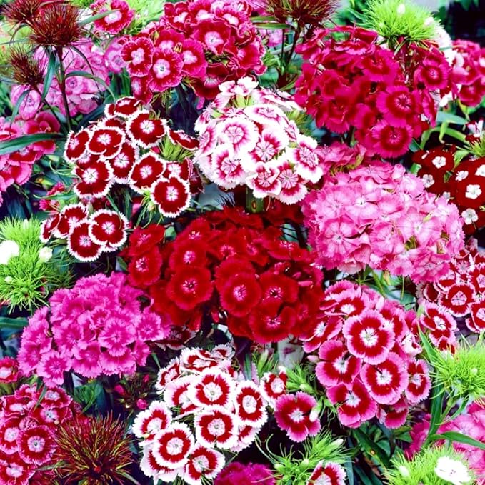 Dianthus Seeds 5000PCS– Fragrant Perennial Flower Seeds for Planting | Hardy Garden Blooms for Borders, Containers & Cut Flowers