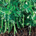 Park Seed Snak Hero Snap Pea Seeds, Pack of 100 Seeds – AARS Winner 2020, 65 Days to Maturity, Compact Climbing Vine, High Yield, Sweet and Crunchy Pods, Ideal for Small Gardens, and Hanging Baskets