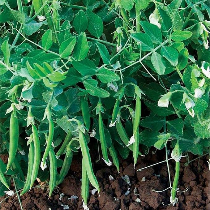 Park Seed Snak Hero Snap Pea Seeds, Pack of 100 Seeds – AARS Winner 2020, 65 Days to Maturity, Compact Climbing Vine, High Yield, Sweet and Crunchy Pods, Ideal for Small Gardens, and Hanging Baskets
