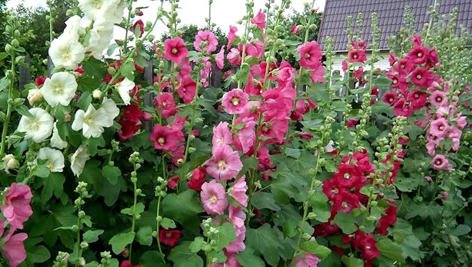 NIKA SEEDS - Seeds Flowers Hollyhock Spring Mix Perennial - 50 Seeds