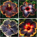 30+ Perennial Black Hibiscus Flower Seed to Plant Outdoor-Tropical Exotic Plant Garden Seeds Non-GMO Heirloom