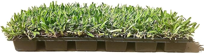 St. Augustine 'Seville' Sod - 9 Live Plugs - Drought, Salt & Shade Tolerant Turf Grass