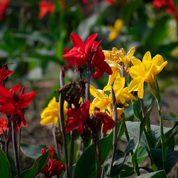 Outsidepride Indica Mixed Canna Lily Flower Seeds - 25 Pcs Perennial Seeds for Planting Outdoors with Colorful Blooms for Cut Flowers, Tropical & Water Gardens, Borders, & Poolside Planting