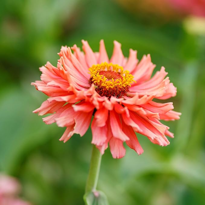 Eden Brothers Zinnia Seeds - Cactus Flowered, Non-GMO Seeds for Planting, 1/4 lb | Low-Maintenance Flower Seeds, Plant During Spring, Zones 3, 4, 5, 6, 7, 8, 9, 10