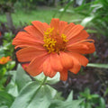 Zinnia Flower Garden Seeds - Profusion Series - Deep Apricot - Packet of 10 Seeds - Annual Flower Gardening Seed - Zinnia elegans x angustifolia