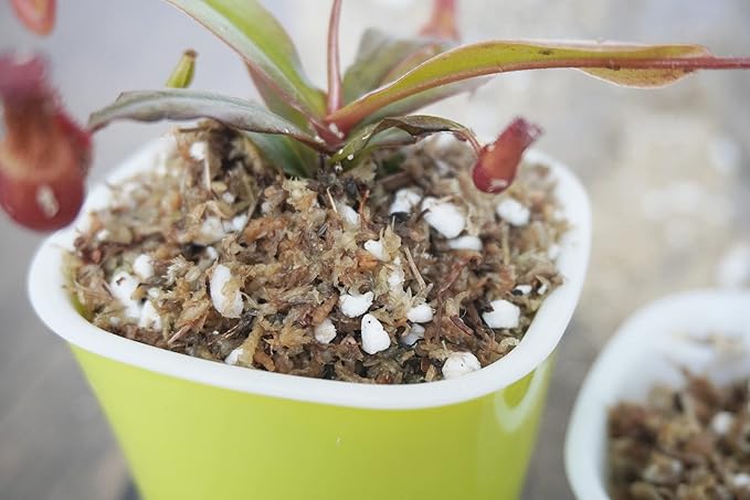 2 Qts Carnivorous Plant Soil Mix, Great Potting Soil for Venus Fly Trap Live Plant, Pitcher Plants, Sundews and Butterworts