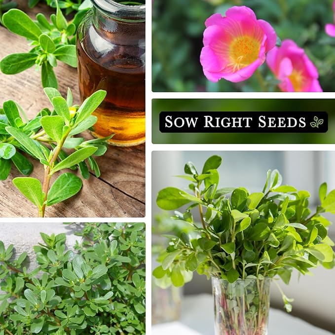 Sow Right Seeds - Purslane Seeds for Planting - Non-GMO Heirloom Packet with Instructions to Grow an Outdoor or Indoor Vegetable Garden - Rare Edible & Culinary Variety - Medicinal Benefits & Uses (4)