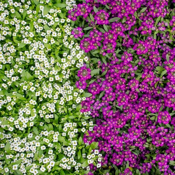 400+ Sweet Alyssum Flower Seeds Royal White Purple Ground Cover Flowers Plant