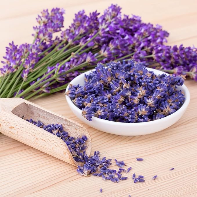 SeedsUP - 100+ Seeds English Lavender (Lavandula Plant) Medicinal - Herb Purple