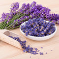 SeedsUP - 100+ Seeds English Lavender (Lavandula Plant) Medicinal - Herb Purple