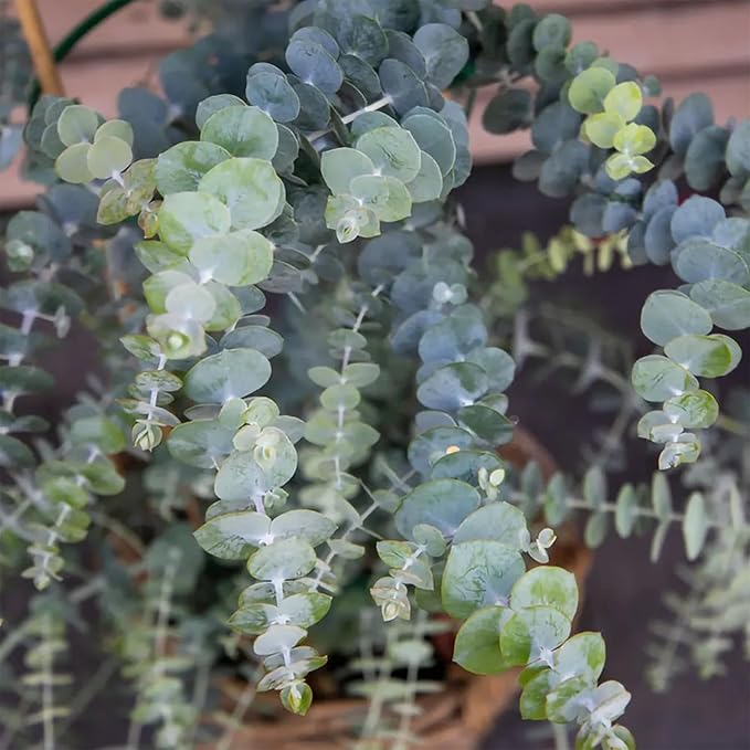 Park Seed Grow Your Own Eucalyptus Seeds Plant, Perfect for Indoor Growing and Spring Garden, Baby Blue Bouquet, Pack of 25