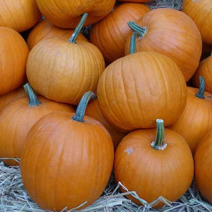 Montana Jack Pumpkin Seeds - 1 OZ Bulk ~112 Seeds - Heirloom, Open Pollinated, Non-GMO, Farm & Vegetable Gardening Seed