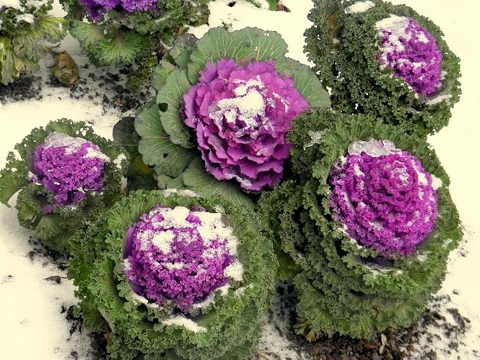Seeds Flowering Kale 'Fringed Mix' - Heirloom Vegetable - GMO Free