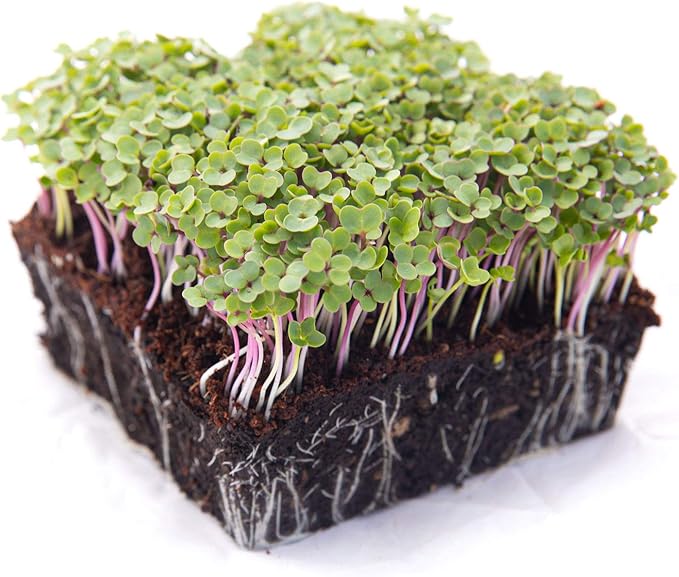 Kale Trio Sprouting & Microgreen Mix | Contains Blue Curled Scotch, Premier & Red Russian Kale Seeds | Heirloom Non-GMO Seeds | Bulk 1 LB Resealable Bag | Rainbow Heirloom Seed Co.