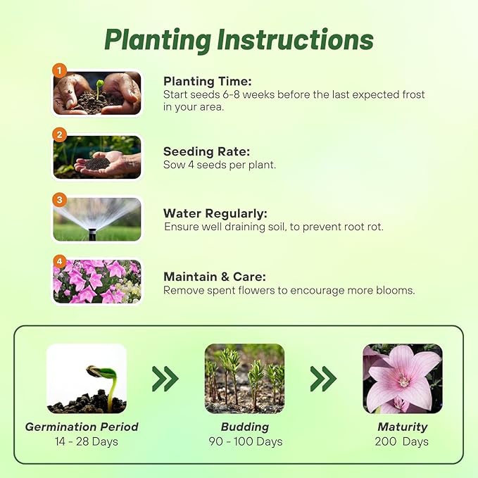 Outsidepride Rose Balloon Flower Seeds for Planting – 1000 Pcs Perennial, Drought-Tolerant, Easy to Grow, Low Maintenance, Pollinator-Friendly, Star-Shaped Blooms for Outdoor Gardens and Borders