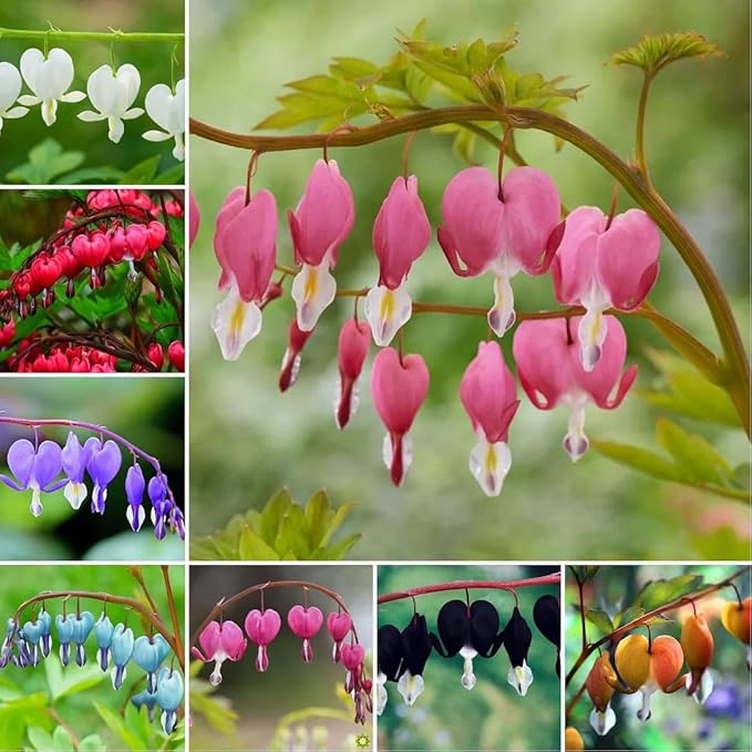 100 Bleeding Heart Seeds - Elegant Heart-Shaped Hanging Blooms, Cold & Shade-Tolerant Garden Flowers, Spring-Blooming Perennials, Perfect for Shady Areas