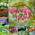 100 Bleeding Heart Seeds - Elegant Heart-Shaped Hanging Blooms, Cold & Shade-Tolerant Garden Flowers, Spring-Blooming Perennials, Perfect for Shady Areas