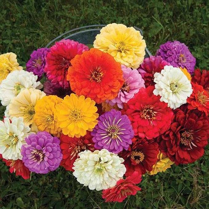 100 Zinnia Seeds for Planting Flowers Garden Seeds Mixed Easy to Grow Colourful Flowers