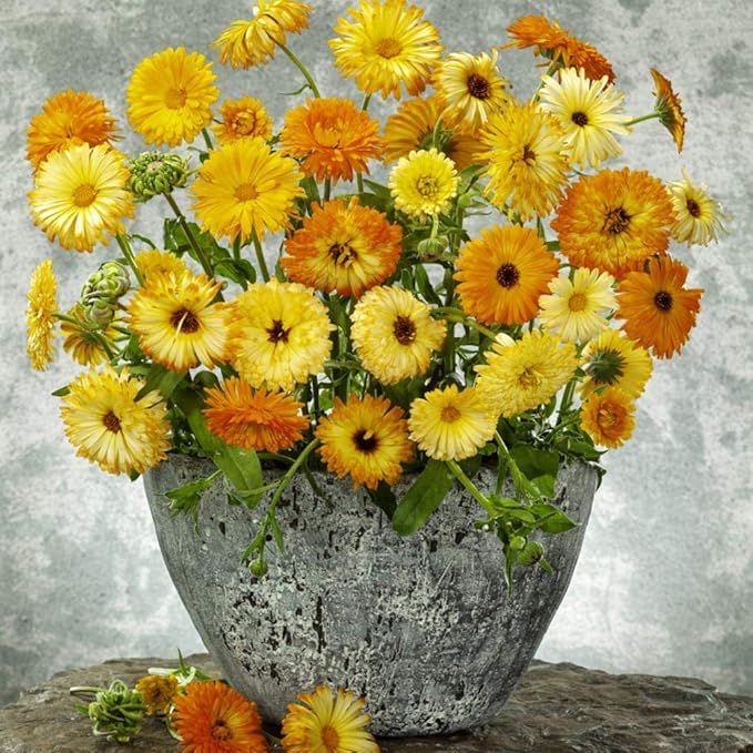 Outsidepride Mix Calendula Seeds - 1 lb. Annual Edible Flower Seeds for Planting for Dishes & Wellness Uses, with Vibrant Blooms for Cut Flower, Container, & Pollinator Gardens