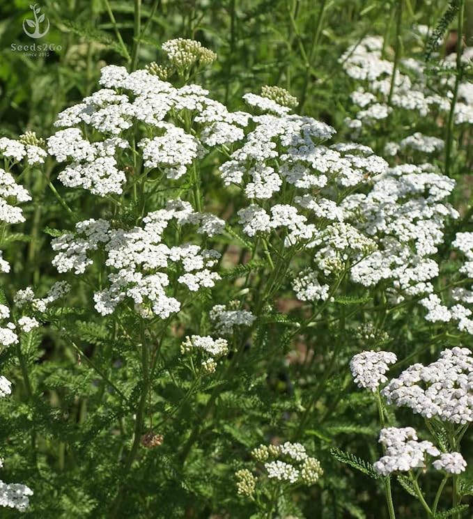 White Yarrow Flower Seeds (Achillea Millefolium) - Pack of Over 10,000 Seeds by Seeds2Go