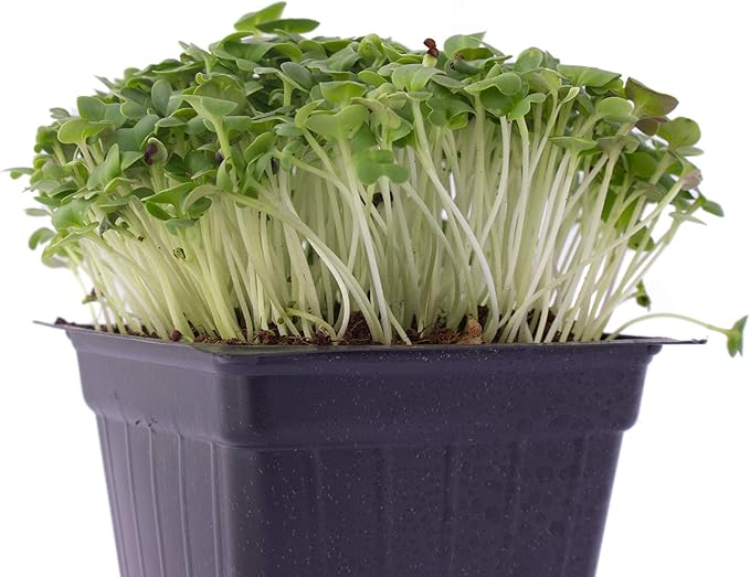 Green Cabbage Microgreens Seeds - 1 Lb ~108,800 Seeds - High Germination, Premium Non-GMO Seed for Growing Green Cabbage Micro Greens