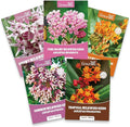 Milkweed Seeds for Planting to Attract Monarch Butterflies - 5 Individual Pack for Tropical, Butterfly, Common, Showy, Pink Swamp Non-GMO Milkweed Seed