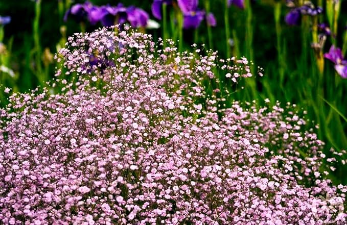 Pink Creeping Baby's-Breath 1000+ Seeds for Planting Gypsophila Groundcover Flowers