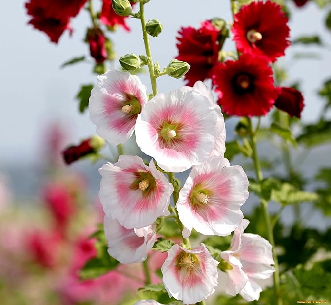 Seeds Assorted Colors Hollyhock Flowers 30 Seeds to Grow Stock-Rose Elegant Mix Perennial Plant in Spring or Fall