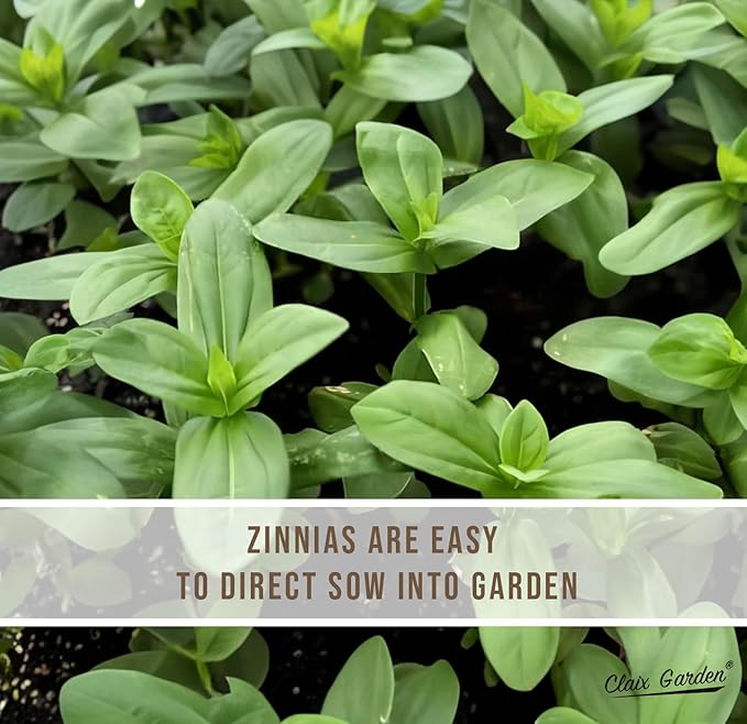 Zinnia Seeds - California Giants Mix - 4000 Seeds - Mixed Colors and Large Blooms, Heirloom Non-GMO USA Grown, Excellent for Pollinators, Annual - Vibrant Flowers for Any Home Garden