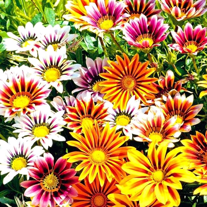Showy Gazania Flower Mix Perennial 100+ Seeds for Planting Non-GMO Treasure Flower African Daisy