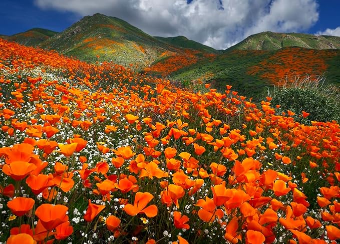 4000 California Poppy Seeds - State Flower, Golden Orange Poppy, Re-Seeds
