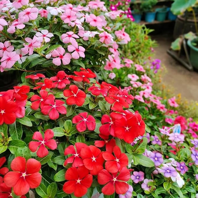 Ground Cover Perennial Vinca Seeds – 150pcs Catharanthus Roseus – Long-Blooming, Easy to Cultivate Garden Flowers – Perfect for Borders, Hanging Baskets & Outdoor Decoration