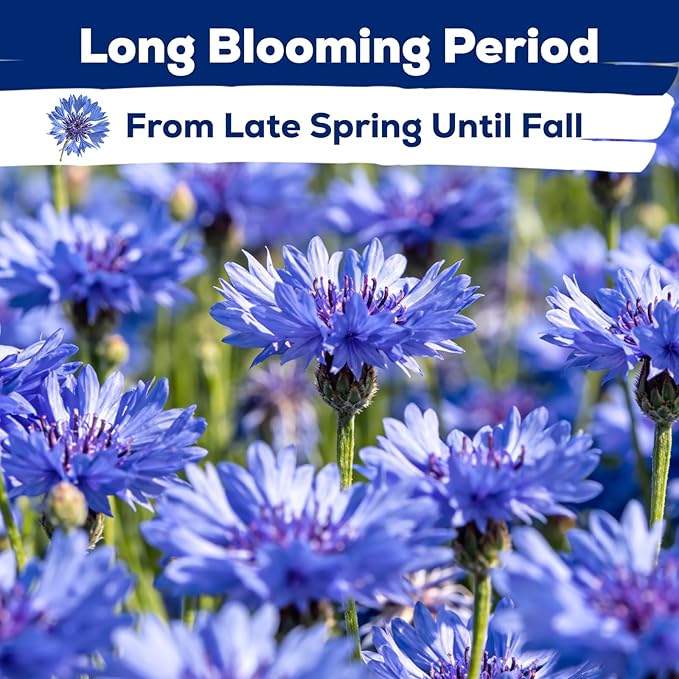Bachelor Button Seeds, 6000+ Blue Cornflower Seeds, Wildflower Seeds for Planting Outdoor, Non-GMO Heirloom Seeds for Garden Pollinator, Low Maintenance Flower Seeds - Centaurea cyanus