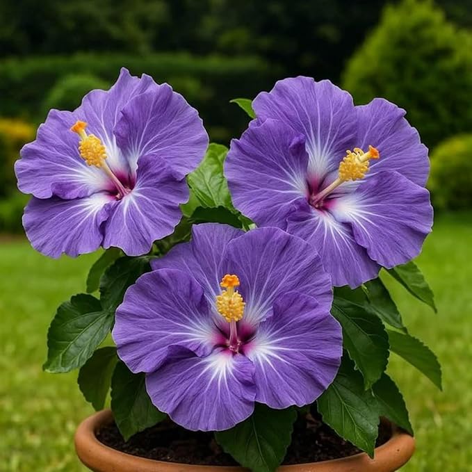 Hibiscus Flower Seeds for Planting - 200+ Hibiscus Seeds Perennial Giant Flower Non-GMO Heirloom Tropical Potted Plants Seeds