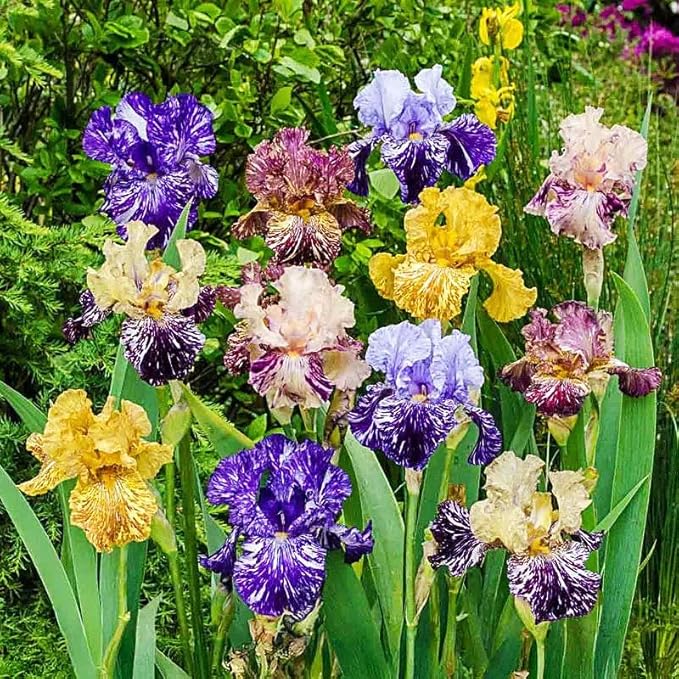 80+ Perennial Iris Seeds for Planting,Rare Variety Flower Seed-Non-GMO Heirloom Plant Seeds Garden Outdoor