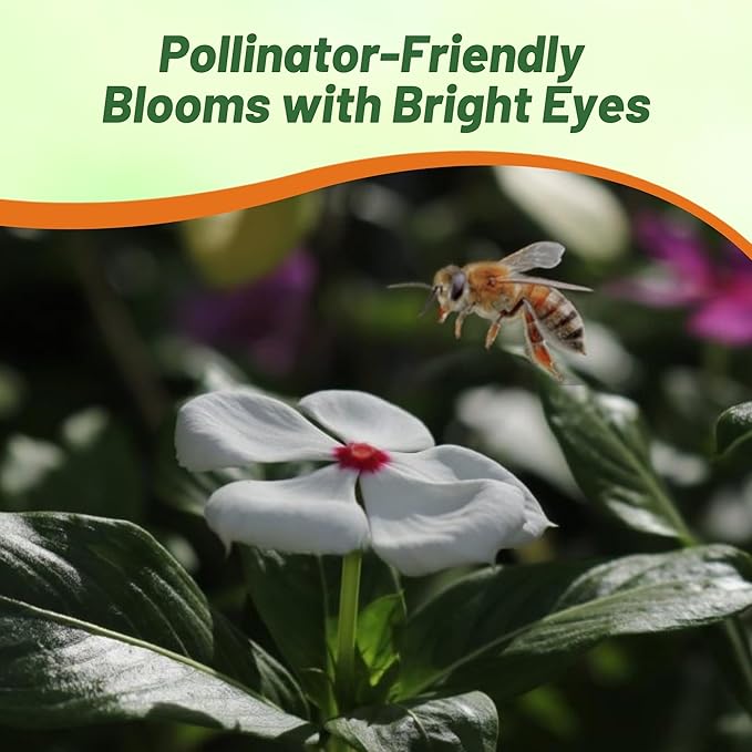 Outsidepride Bright Eyes Periwinkle Seeds for Planting – 4000 Pcs Annual, Fast-Blooming, Heat & Drought Tolerant Vinca Flower Seeds with Vibrant Colors Ideal for Gardens, Beds, Borders & Containers