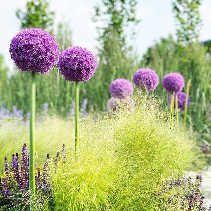 1000+ Purple Blue Rare Plant Flower Seed for Planting Giant Allium Seeds for Planting Globemaster Allium Giganteum Flower Seeds Outdoor Home Garden