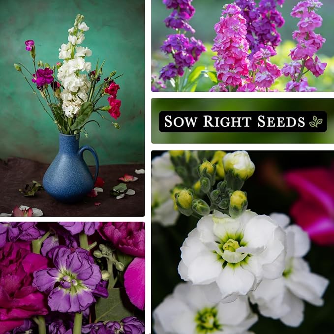 Sow Right Seeds - Hoary Dwarf Mix Stock Seeds for Planting - Non-GMO Heirloom Packet with Instructions to Plant an Outdoor Cottage Garden - Sweet Scented Double Flowers for Patios & Containers (3)