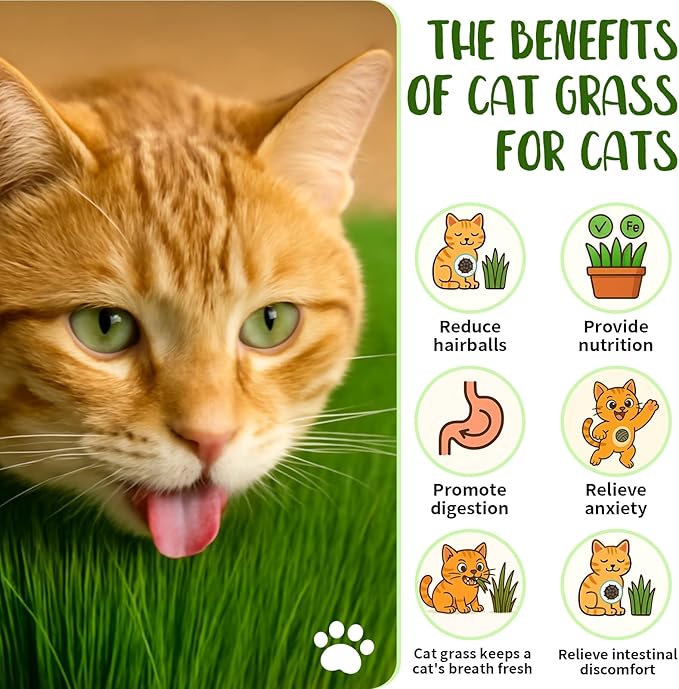 18oz Cat Grass Seeds Bulk - Over 14000+ Premium Cat Grass for Indoor Cats & Pets, High Germination Rate & Easy to Grow, Non-GMO Wheat Grass Seed for Planting(510g)