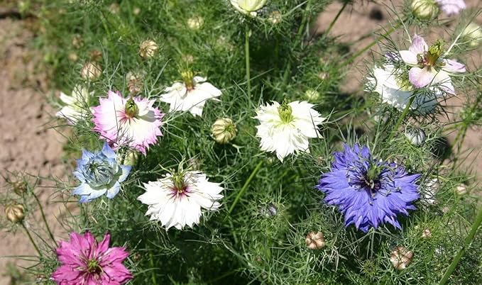 2000 Miss Jekyll Nigella Love in a Mist Flower Seeds Mix