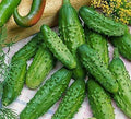Parisian Gherkin Seeds - Popular Cucumber Variety