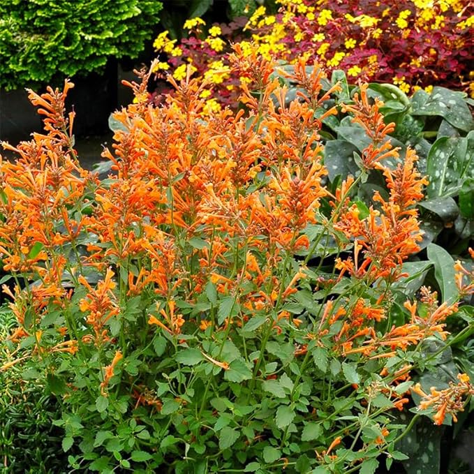 45Pcs Perennial Mix Hummingbird Mint Seeds for Planting- Attracts Hummingbirds and Butterflies
