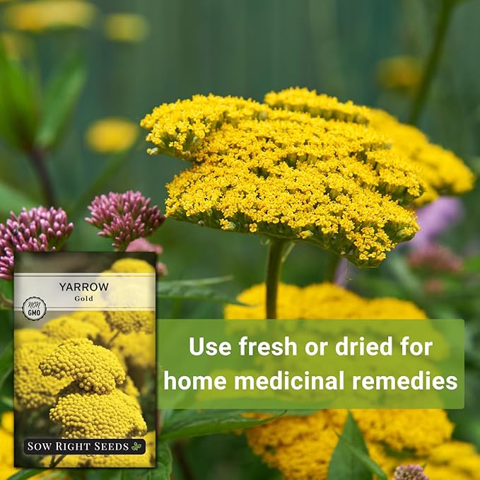 Sow Right Seeds - Achillea Yarrow Gold Flower Seeds for Planting - Flowers to Plant in Your Garden - Non-GMO Heirloom Packet with Instructions - Favorite Perennial to Attract Pollinators (1)