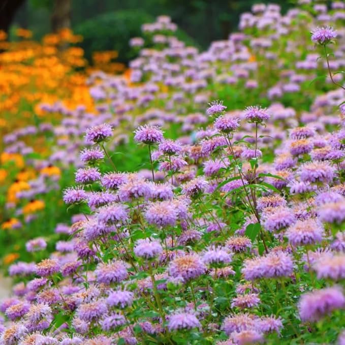 Bee Balm Seeds for Planting, 500pcs Ornamental Bee Balm Perennial Flower Seeds Non-GMO Heirloom Rare Cut Flower Plants, Open Pollinated Beauty Home Garden for Outdoors