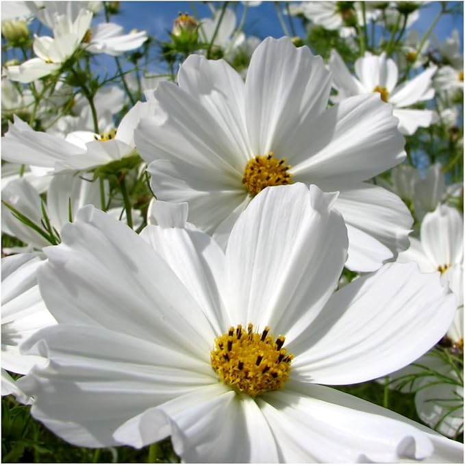 Seed Needs Cosmos Seeds for Planting Purity White Cosmo Flowers - Heirloom & Open Pollinated Wildflowers to Plant & Grow an Outdoor Wildflower Butterfly Garden (1 Pack)