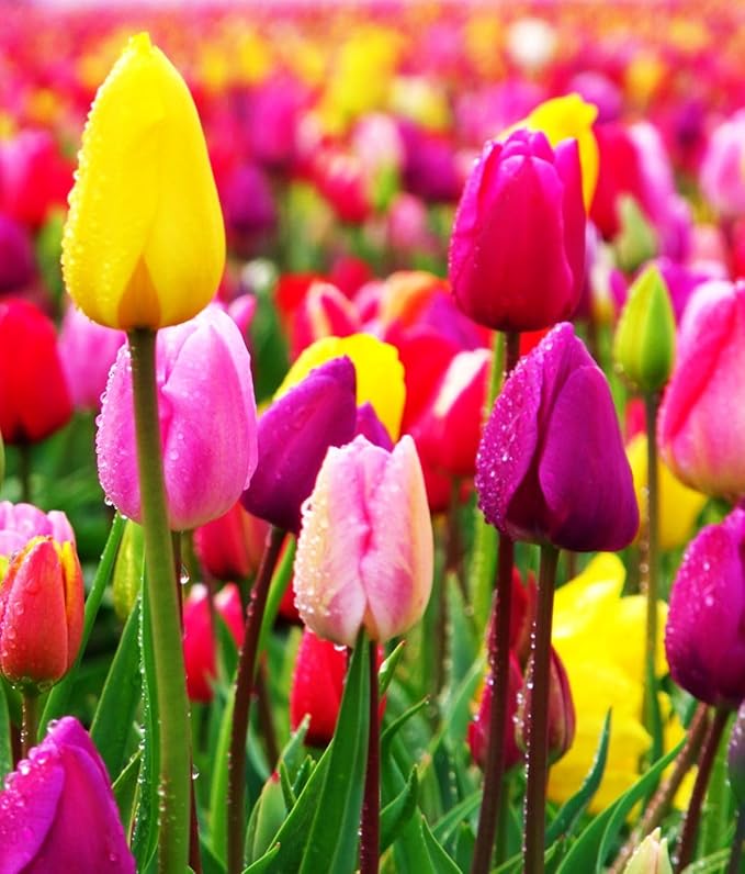 Triumph Tulip Bulbs for Fall Planting Mixed Perennial Hybrids Darwin Changing Colors Emperor Mixture Size 12+ (5, Emperor Mixture)