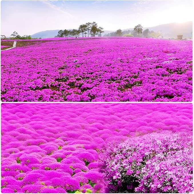 15000+ Creeping Thyme Seeds for Planting Outdoor-Perennial Magic Carpet Ground Cover Herb Plant in Your Home Garden Backyard Non-GMO
